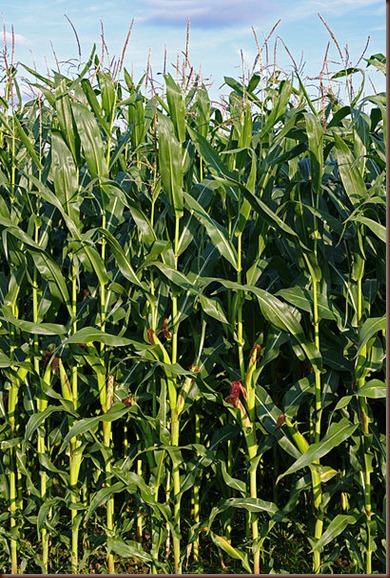 Tiwanaku maize