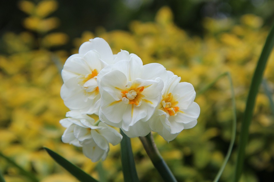 Whether you're a beginner or a seasoned gardener, growing Narcissus flowers is a rewarding experience. Follow these steps, add a dash of love, and watch your garden transform into a breathtaking display of elegance and fragrance.