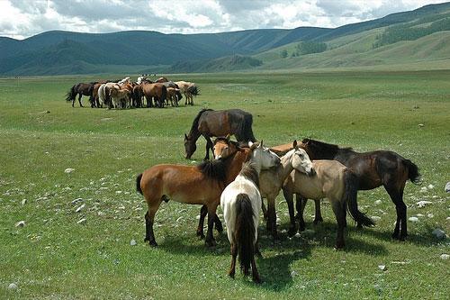 Mongolian Horses Seen On www.coolpicturegallery.us