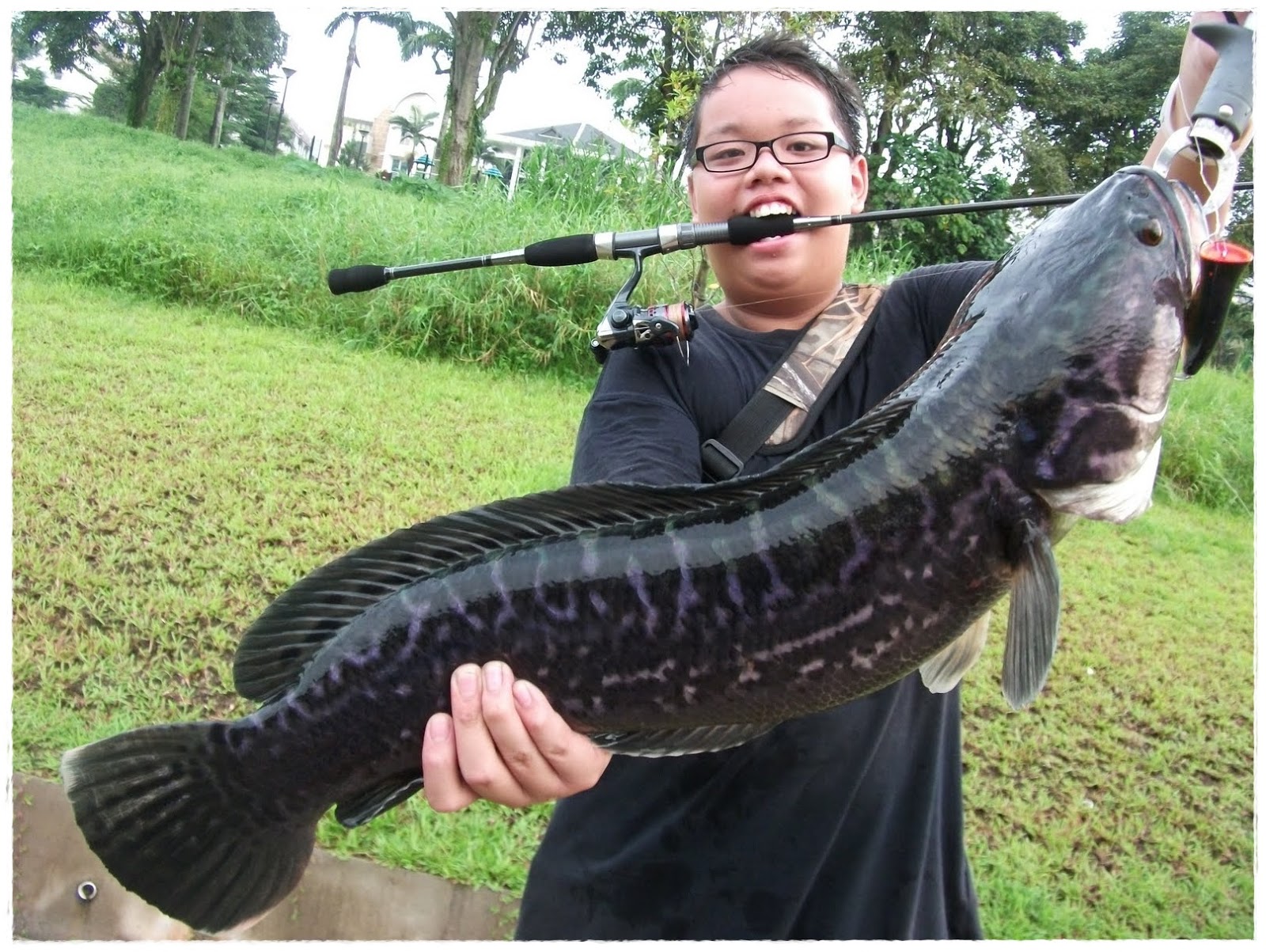 Gambar Ikan  Toman  Dunia Binatang