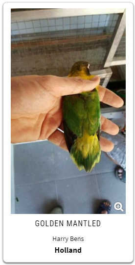 mutasi terbaru lovebird 2018