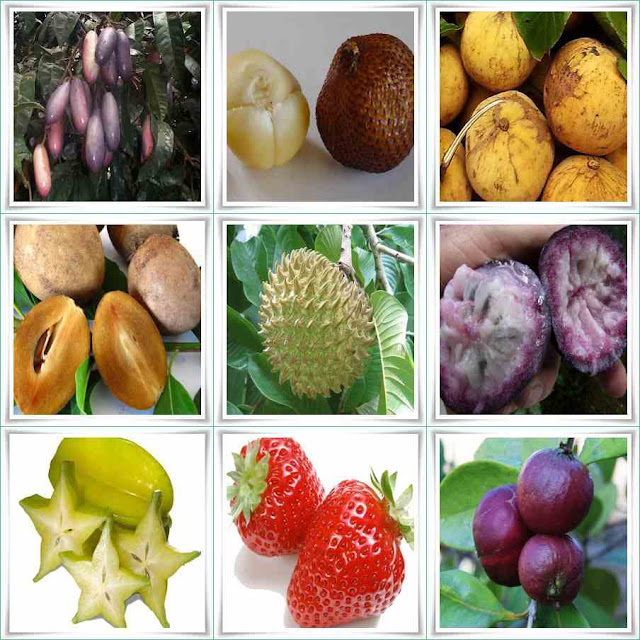 Fruit Names Starting With S