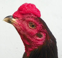 gambar ayam hitam