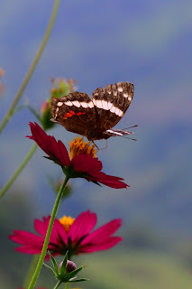 butterfly in Costa Rica