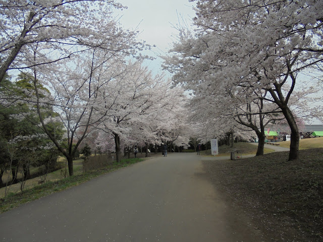 とっとり花回廊の桜の広場のソメイヨシノ桜