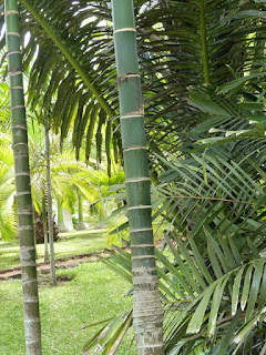 Areca catechu - Palmier à bétel - Aréquier - Noix d'arec - Arec cachou