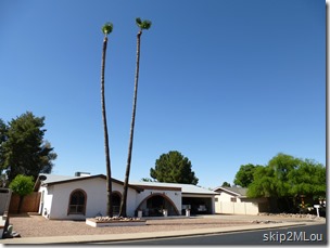 Apr 25, 2013: Palm trees trimmed