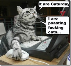 cat posting