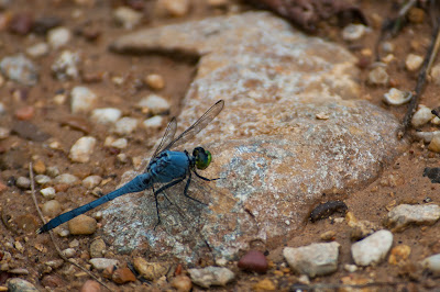 Great Blue Skimmer, Fort Worth Nature Center