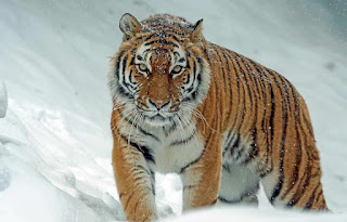 Un tigre siberiano, el felino más grande del mundo