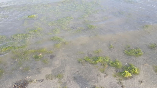 Lumut yang tumbuh di bibir pantai alami