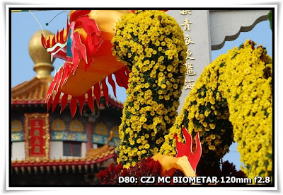 圓玄學院2009菊花展(Chrysanthemum Show 2009 at The Yuen Yuen Institute)@Carl Zeiss Jena MC BIOMETAR 120mm f2.8