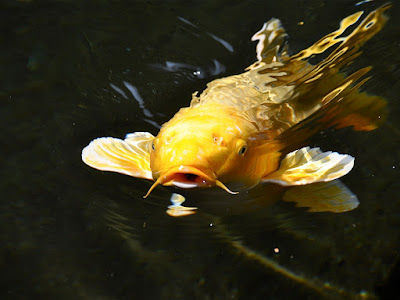 foto de pez colorido en agua  