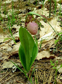 pink lady slipper orchid