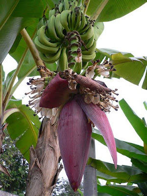 Kerabu Jantung Pisang Istimewa