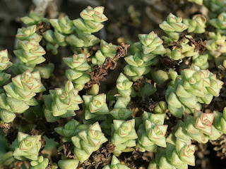 Crassula rupestris subsp. commutata - Crassula commutata