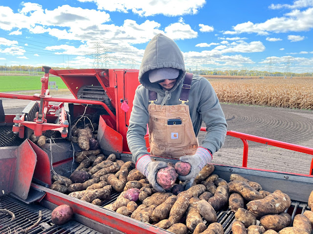 farmer harvesting potatoes