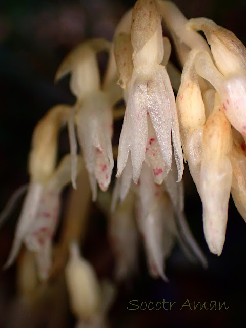 Epipogium roseum