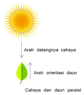 Cahaya dan daun paralel