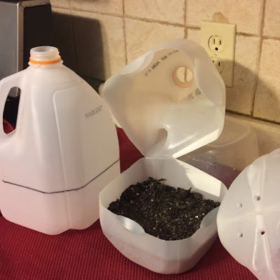 milk jug as winter sown container with seeds