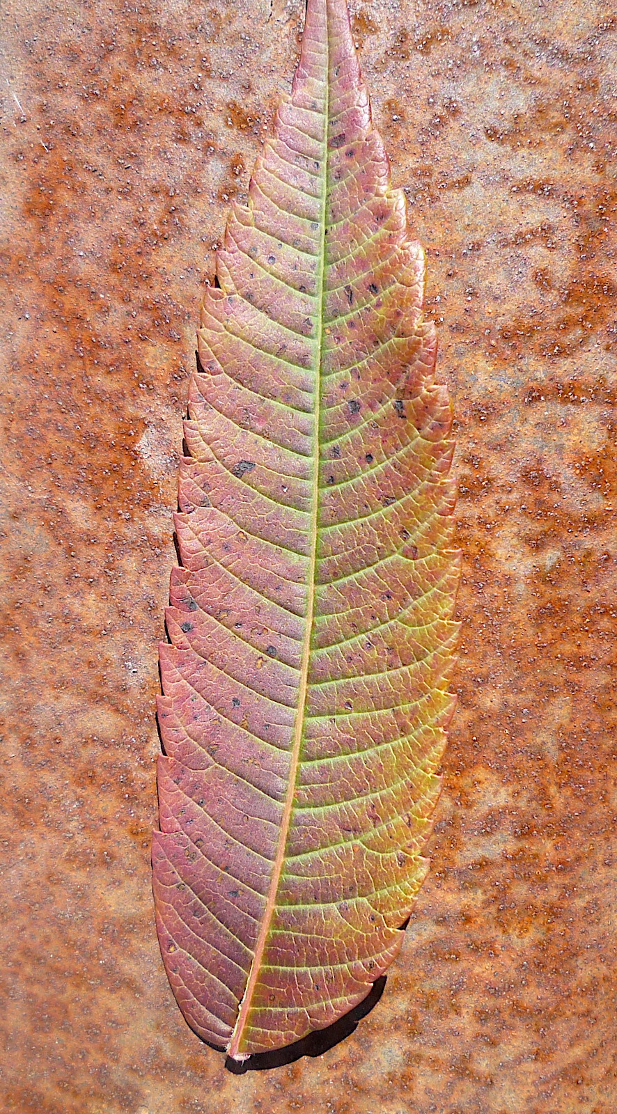 rust leaf, an art photograph by Clutch Needy