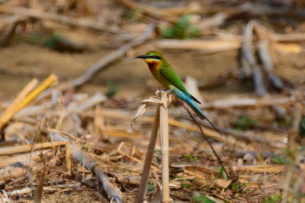 Merops philippinus