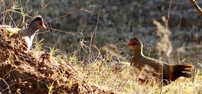"Red Spurfowl - Galloperdix spadicea Overall reddish-brown, this large partridge-like bird has a somewhat long tail. The upper parts are brown with dark barring while the face and neck are more grey in the male. The underside is rufous with dark markings and both sexes have a red facial skin patch and red legs with one or two spurs.Found commonly in Mount Abu'sJungle."