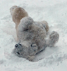Funny animals of the week - 14 February 2014 (40 pics), polar bear playing in the snow