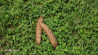 Norway spruce cones close up - Boothe Memorial Park and Museum, Stratford, CT