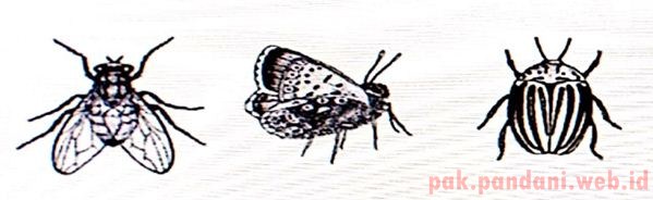 46+ Perhatikan Kelompok Hewan Invertebrata Pada Gambar Berikut