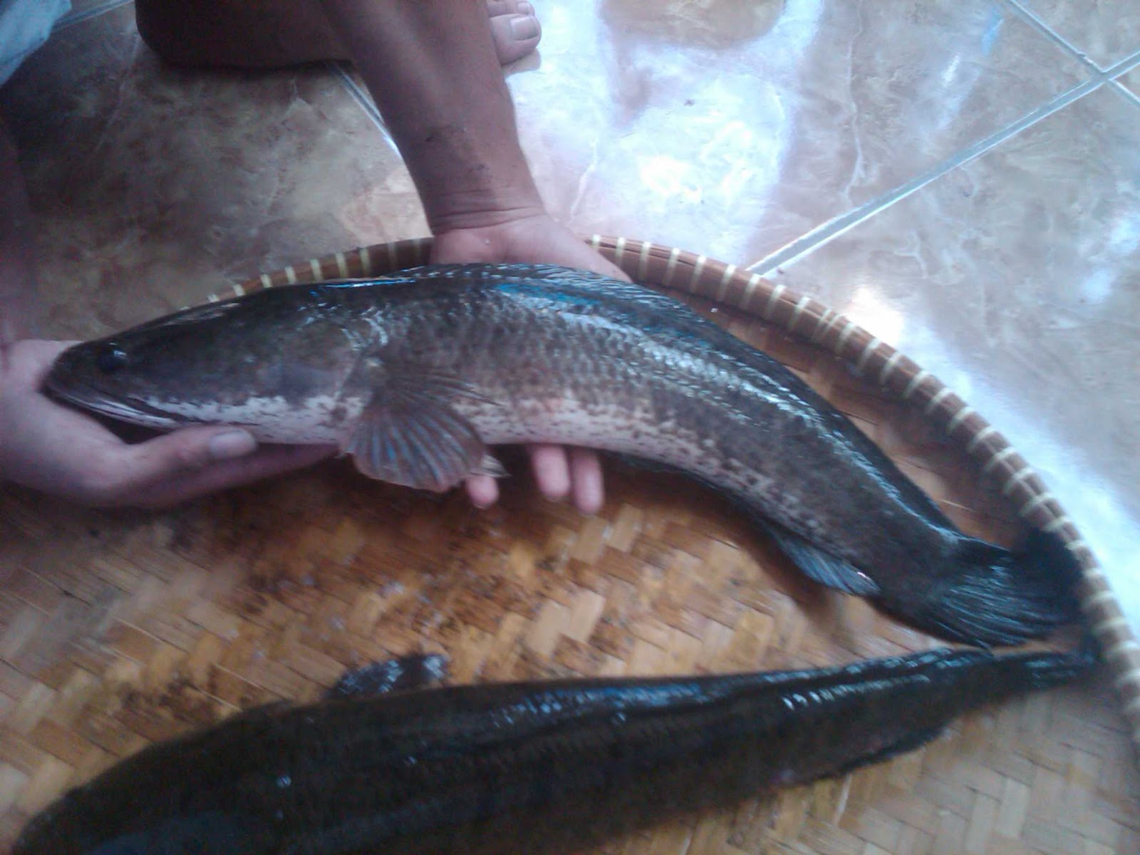 Galeri ikan  Gabus 