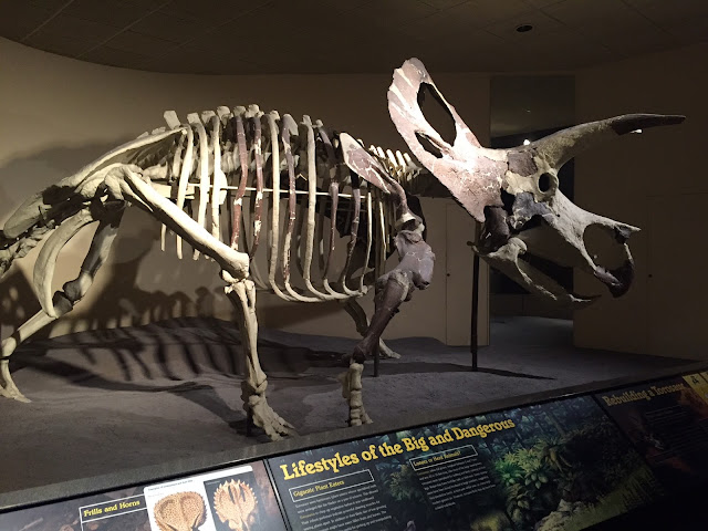 Torosaurus skeleton at the Milwaukee Public Museum.