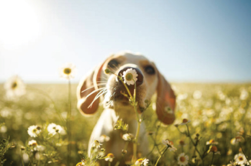 dog sniffing flower