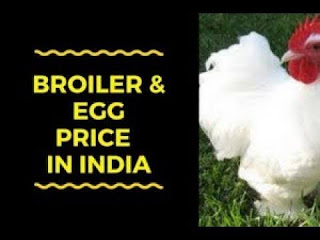 today Egg Price in India