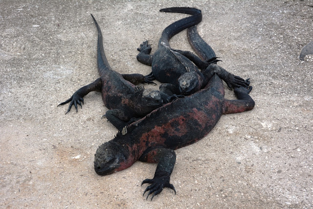 Punta Suarez Iguana