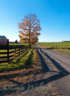 fence tree and road