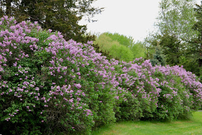 much of May, Earth showers us with beauty