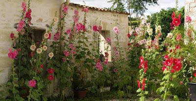 Hollyhocks in a courtyard, Charente Maritime