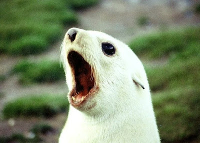Cute Seal Seen On www.dil-ki-dunya.tk