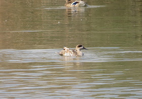 Marbled Duck - Mallorca