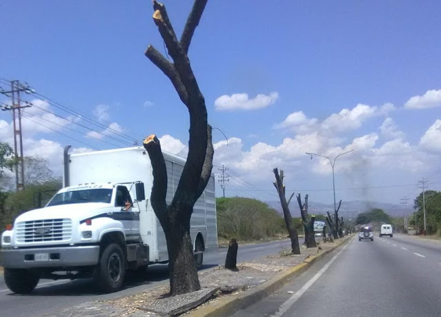 UNT Lara consigna documento ante la Fiscalía por tala de 120 árboles en El Cují