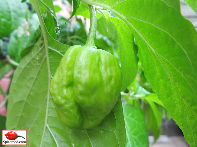 Papa Joe's Scotch Bonnet - 21st August 2022