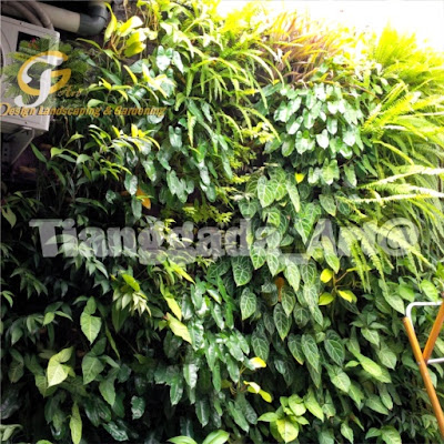 Tukang Taman Surabaya || Desain Taman Surabaya || vertical garden || taman vertical