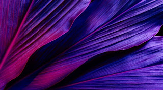 Culoarea violet: Simbol și semnificație