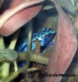 The Memphis Zoo Review - Poison Dart Frog Photo by Sylvestermouse