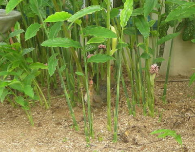 Bantam hens, La Ceiba, Honduras