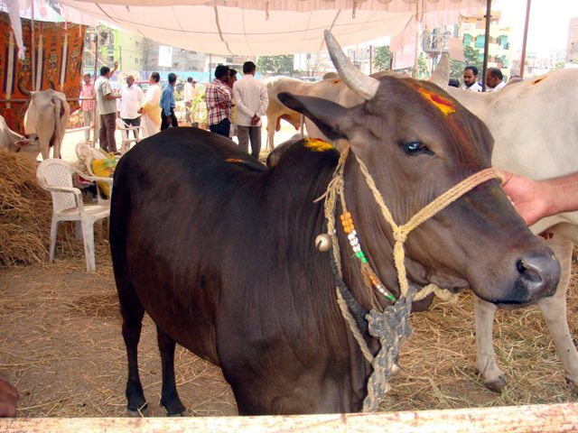 தெய்வ சக்தி கொண்ட காராம்பசு 