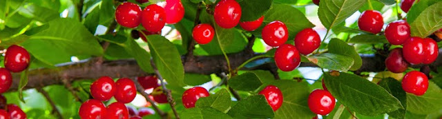 http://treesandplants.co.uk/categories/Fruit-Trees/