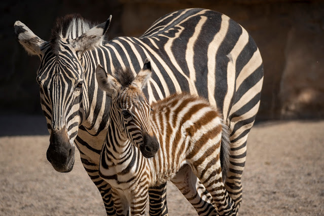 Zebra bebé