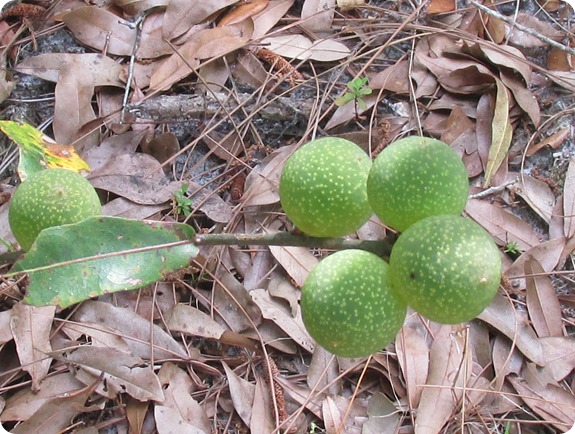 Hampton Tract -  Plant Fruit (1)